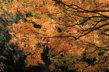 Autumn in Kyoto, Japan
