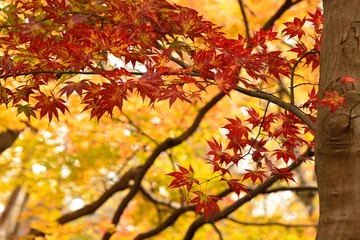 カラフルな楓の紅葉
