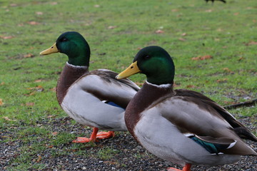 Mallards in Sequence