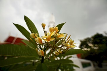Flowers are planted to decorate the place.