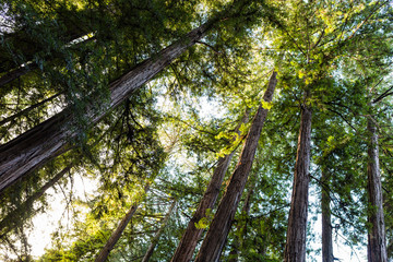 Early morning sunlight filters through a dense redwood forest in California