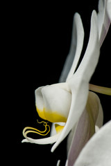 White Orchid Flowers