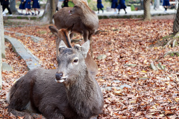 Deer laying down on the  falling leaves floor at the park in Nara, Japan. The park is home to hundreds of freely roaming deer.