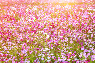 Obraz na płótnie Canvas Blooming pink cosmos flower field for background