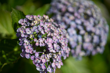 紫陽花