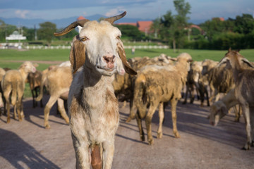 Goat on the meadow in the evening