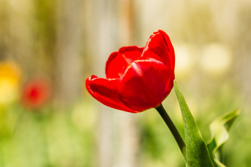 Obraz premium Beautiful red tulip on a yellow background