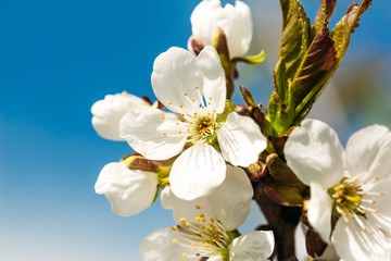 White flower apricot close-up