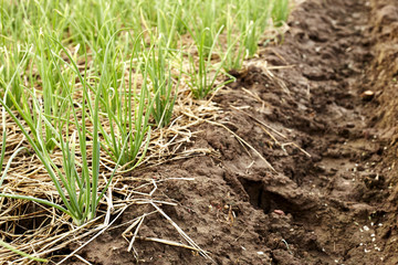 The bed of onion in summer
