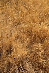 Dried Tall Grass Background