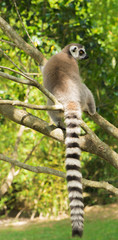 Lemur by itself in a tree during the day.