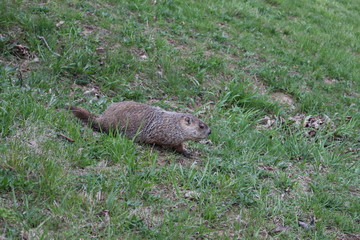 Groundhog Sighting