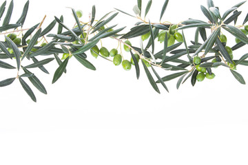 Olive branch with green olives isolated on white background. Olive branches hanging down from above. Green olives with leaves. Copy space.