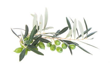 Olive branch with green olives isolated on white background. Green olives with leaves. Copy space.