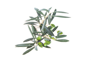 Olive branch with green olives isolated on white background. Green olives with leaves. Copy space.