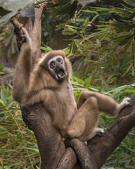 Lar gibbon