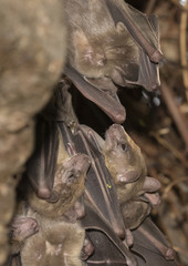 Colony Of Egyptian Fruit Bats 