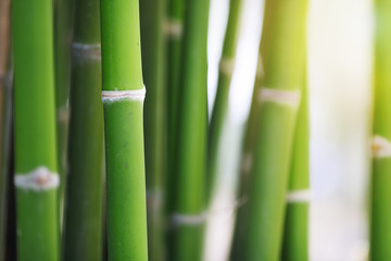 Fototapeta premium Green bamboo forest