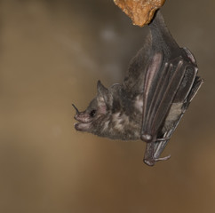 Seba's Short-tailed Bat Hanging On Stone