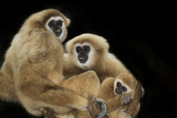 Lar Gibbons Family 