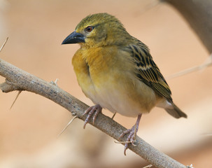 Female of chestnut weaver perched on the branch