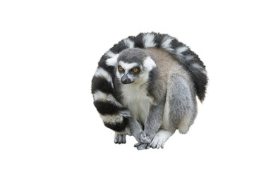 Ring-tailed Lemur Isolated On White Background