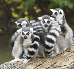 Alerted Ring-tailed Lemurs