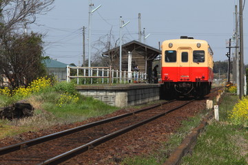 Naklejka premium Spring in Boso Peninsula, Japan 