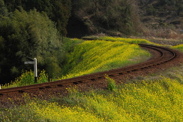 Spring in Boso Peninsula, Japan 