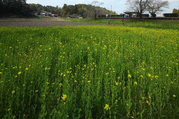 Obraz premium Spring in Boso Peninsula, Japan 