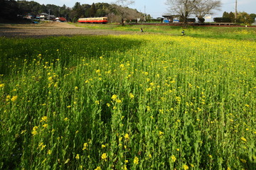Obraz premium Spring in Boso Peninsula, Japan 