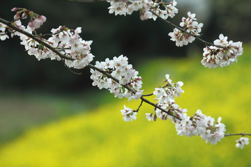 Spring in Boso Peninsula, Japan 