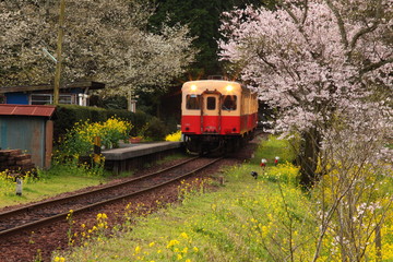 Spring in Boso Peninsula, Japan 