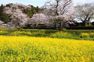 Spring in Boso Peninsula, Japan 