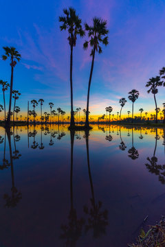 Silhouette of Twin Sugar Palm Tree on Blue and Pink Sky at Twilight Time. Reflection on the water.