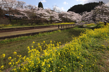 Spring in Boso Peninsula, Japan 