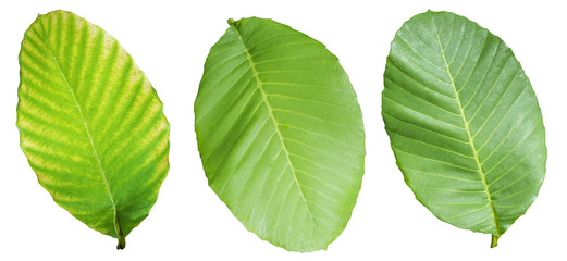 leaves isolated on white background © Pongsapol