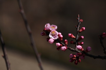 Spring in South Japan Alps