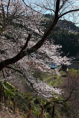 Spring in South Japan Alps