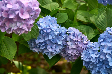 生駒山頂アジサイ園