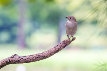 little bird , Red-throated Flycatcher