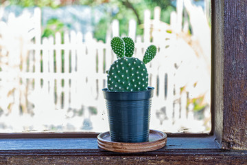 small cactus in flower pot