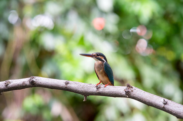 little bird , Common kingfisher