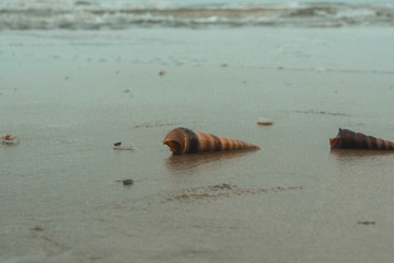 Seashell on the sand beach. Vung Tau, Vietnam.