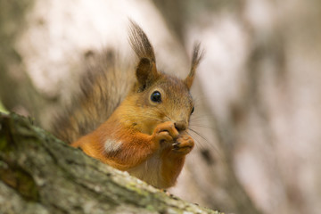 Naklejka na ściany i meble squirrel on a tree closeup