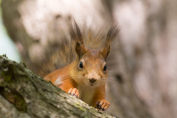 curious squirrel closeup