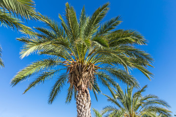palm trees against the blue sky
