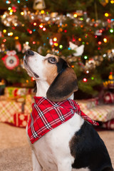 Beagle in bandana by Christmas tree