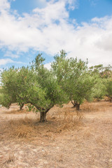 Olive tree. Green olives. Plantation and cloudy sky. Greek Field of olive trees.