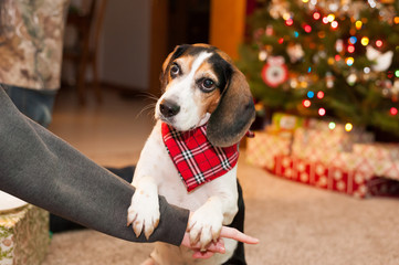 Beagle in bandana by Christmas tree